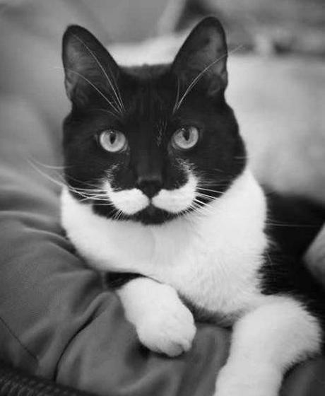 Top 10 Funny Cats with Moustaches