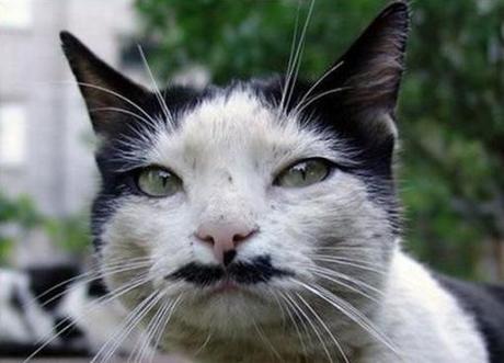 Top 10 Funny Cats with Moustaches