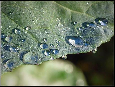 Raindrops keep fallin' on my....broccoli