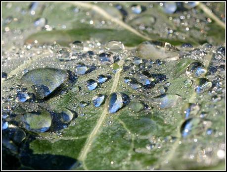 Raindrops keep fallin' on my....broccoli