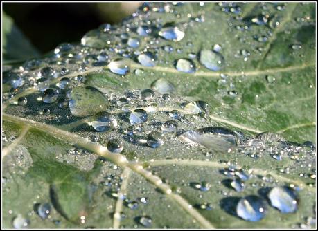 Raindrops keep fallin' on my....broccoli