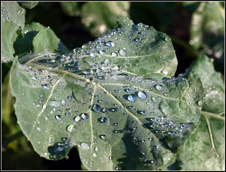 Raindrops keep fallin' on my....broccoli