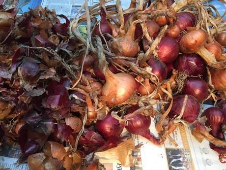 onions drying on newspaper in a mess