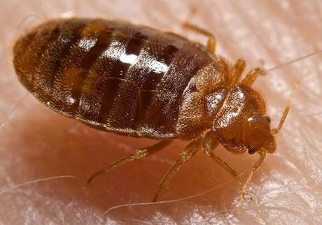 Bedbug: Cimex lectularius (Wikipedia)