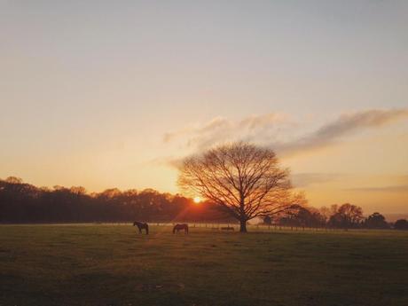 The New Forest