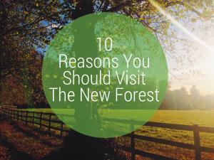 10 reasons you should visit the new forest