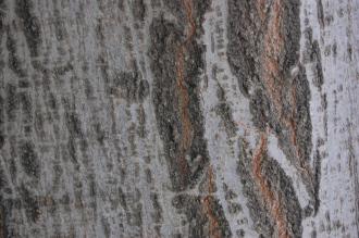 Celtis caucasica Bark (18/10/2014, Real Jardín Botánico de Madrid)