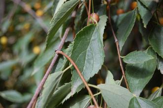 Celtis caucasica Leaf (18/10/2014, Real Jardín Botánico de Madrid)