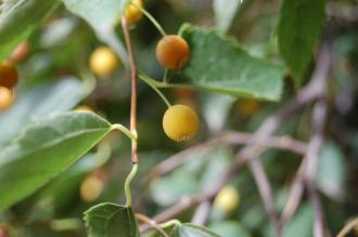 Celtis caucasica Fruit (18/10/2014, Real Jardín Botánico de Madrid)