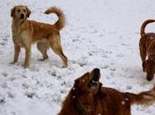 First Snowfall Season