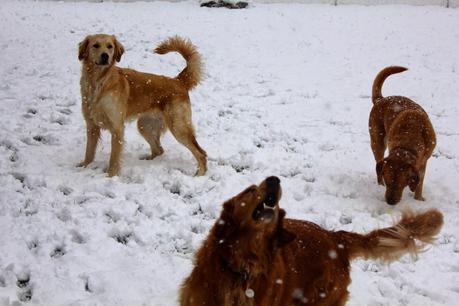 First Snowfall of the Season