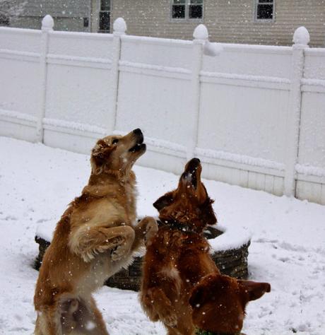 First Snowfall of the Season