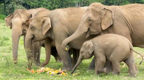 An Ethical Elephant Encounter in Thailand