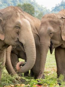 An Ethical Elephant Encounter in Thailand