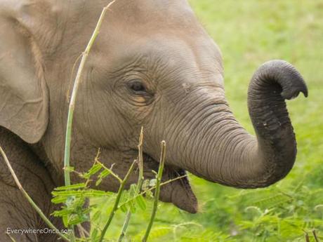 Elephant Nature Park Thailand-11