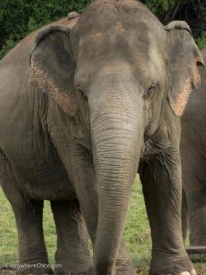 An Ethical Elephant Encounter in Thailand
