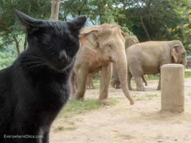 An Ethical Elephant Encounter in Thailand