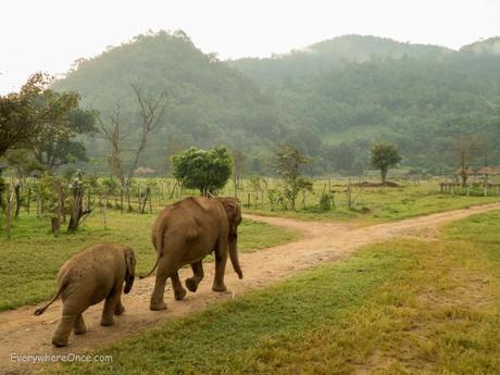 Elephant Nature Park Thailand-33