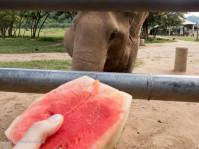 An Ethical Elephant Encounter in Thailand