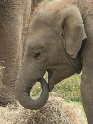 An Ethical Elephant Encounter in Thailand