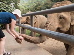 An Ethical Elephant Encounter in Thailand