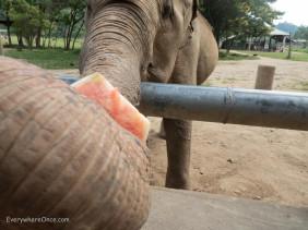 An Ethical Elephant Encounter in Thailand