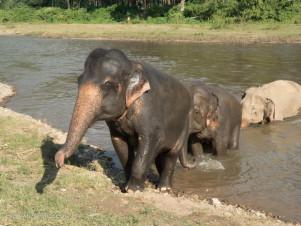 An Ethical Elephant Encounter in Thailand