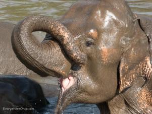 An Ethical Elephant Encounter in Thailand