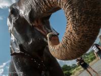 An Ethical Elephant Encounter in Thailand