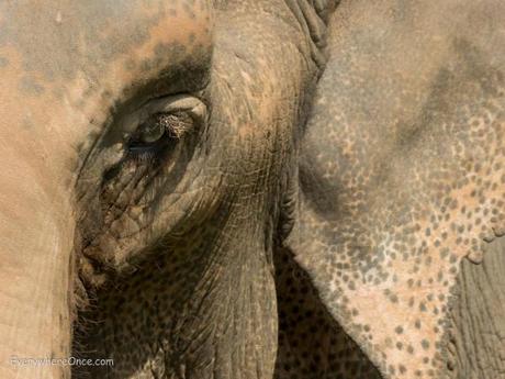 Elephant Eye close up