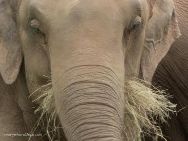 An Ethical Elephant Encounter in Thailand