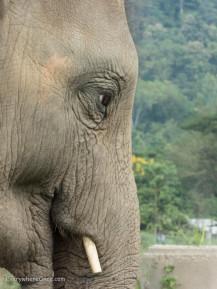 An Ethical Elephant Encounter in Thailand