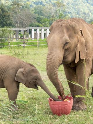 An Ethical Elephant Encounter in Thailand