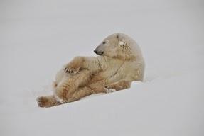 VISITING POLAR BEARS--NOT AT A ZOO! Guest post by Sara Louise Kras