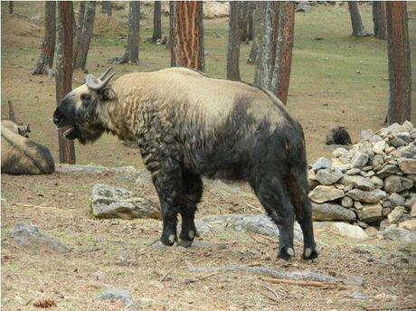 A takin in the reserve outside Thimphu.