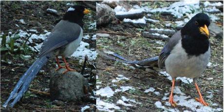 Yellow-billed blue magpie.