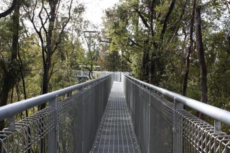 Treetops walk near Hokitika