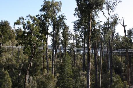 Treetops walk near Hokitika