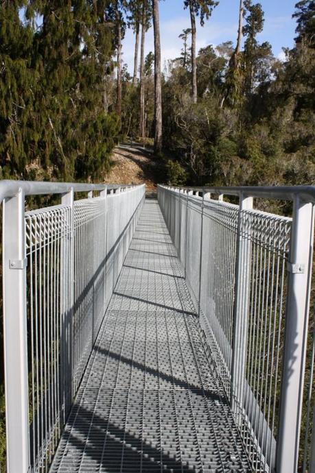 Treetops walk near Hokitika