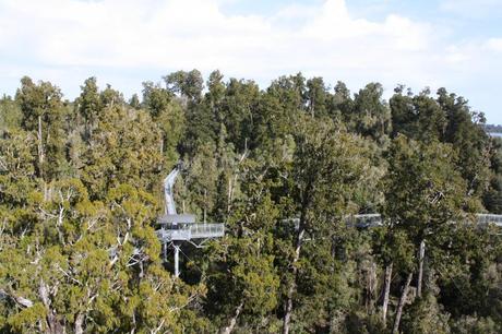 Treetops walk near Hokitika