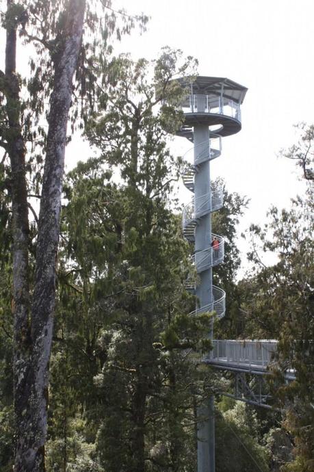 Treetops walk near Hokitika