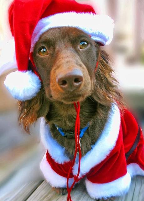 Pet themed holidays in December 2014