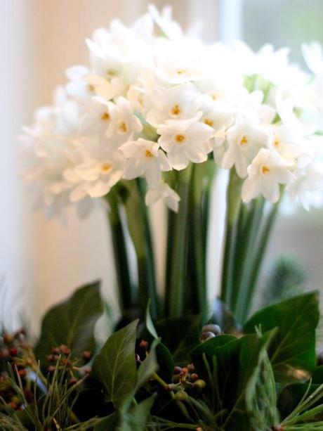 Paperwhites