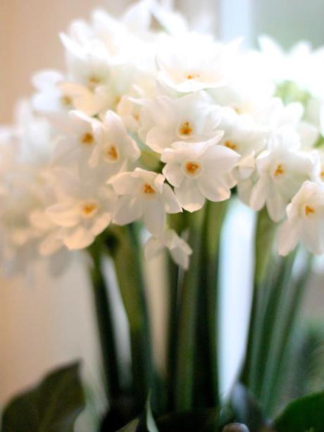 Paperwhites