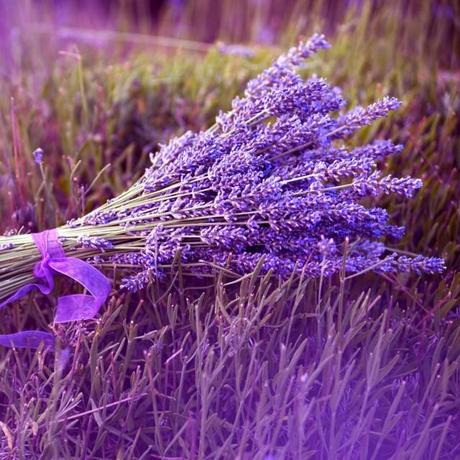 Lavender via Fitful Focus #essentialoil #doterra #lavender #calming #natural