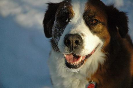 National Mutt Day December 2: The pro's and con's of adopting a mixed breed dog