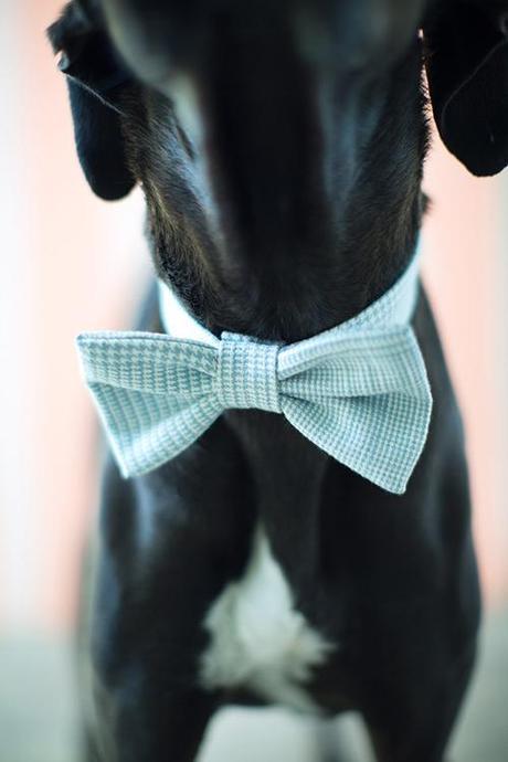 Doggy bow tie