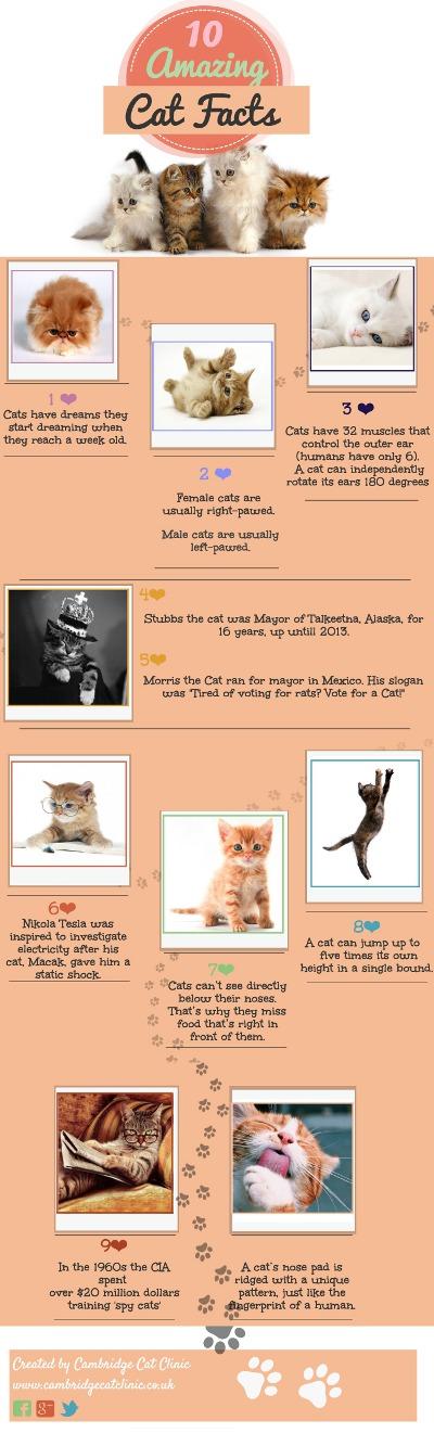 10 Amazing Facts About Your Cat by Cambridge Cat Clinic