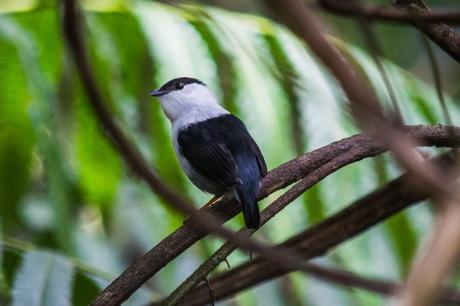 Asa Wright Nature Centre Bird Sanctuary Trinidad