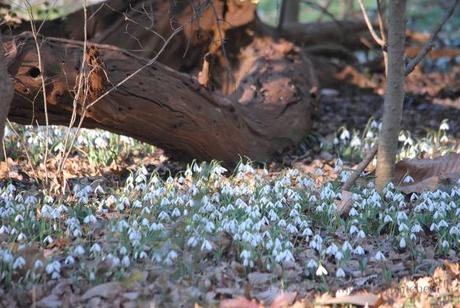 Snowdrops (Galanthus sp.) beneath a fallen trunk of Maclura pomifera, commonly known as osage orange.